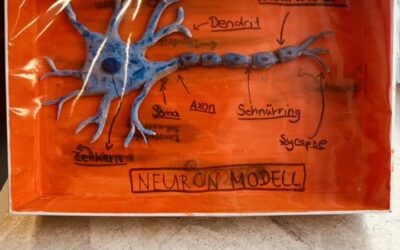 Modelle eines Neurons aus der Q2